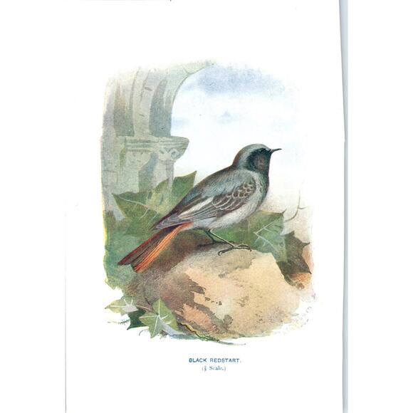 None Other - Black Redstart Bird 1903 Original Color Engraving Plate Print AD8-B8